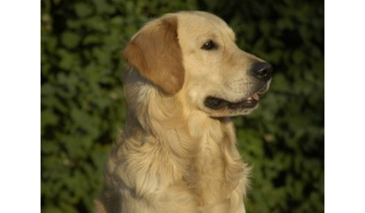 Očkovanie psov proti besnote