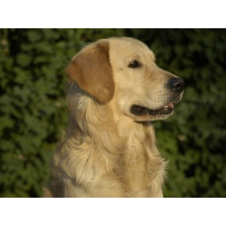 Očkovanie psov proti besnote