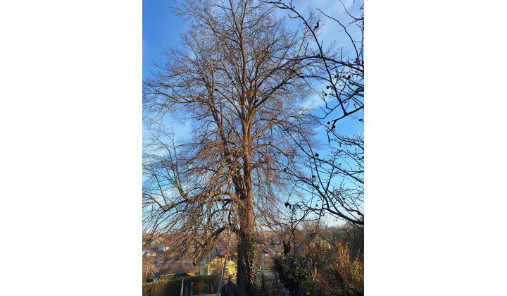 Oznámenia o plánovanom výrube NN, Východoslovenská distribučná, a.s. 